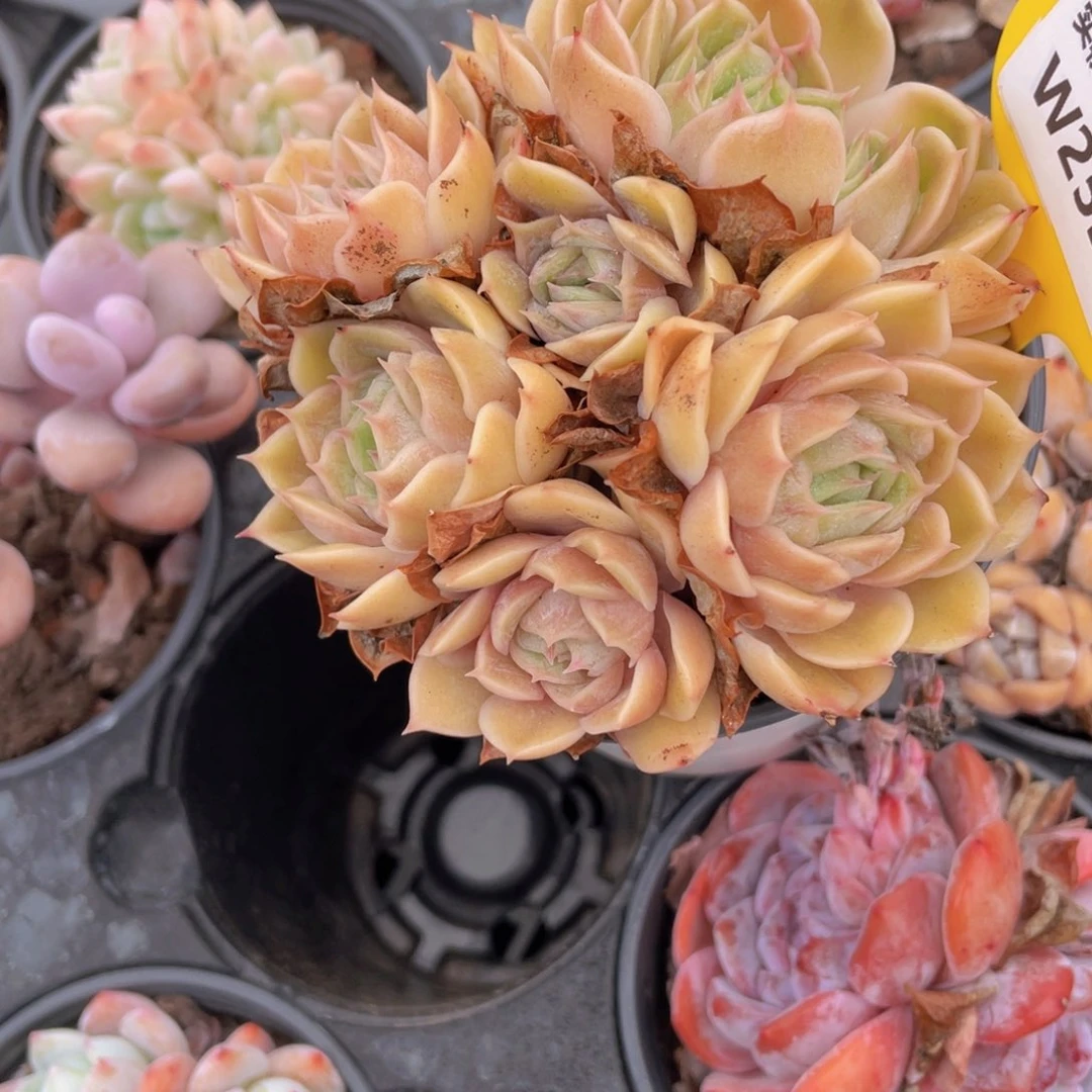 W252号 昂斯诺大群