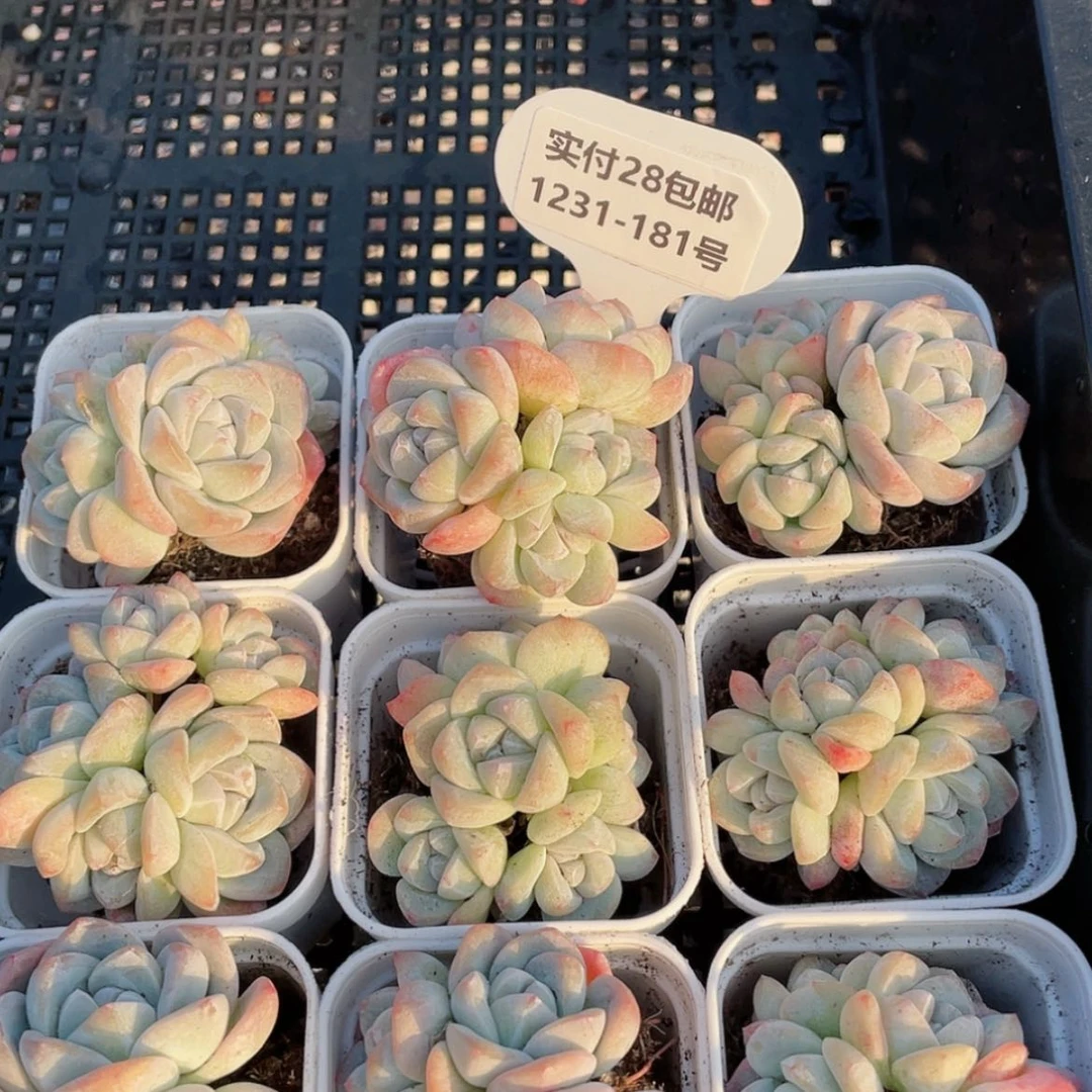 【闪购商品】1231-181号 奶油冰玉五头起