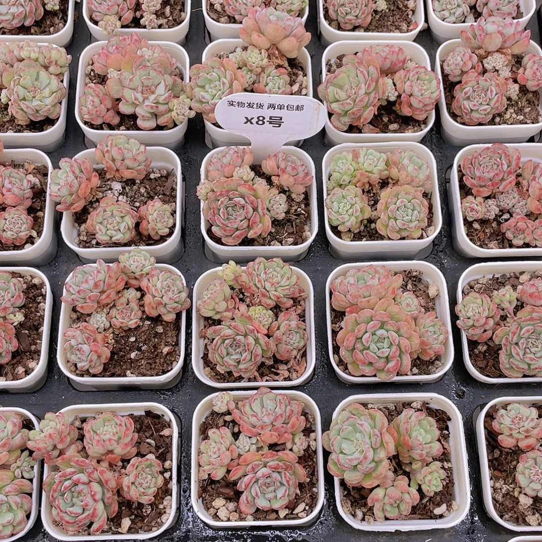 X8  精品萌豆群一个