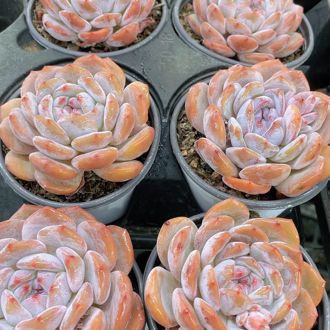 H865  全状态尾货石榴籽星影单头  3颗