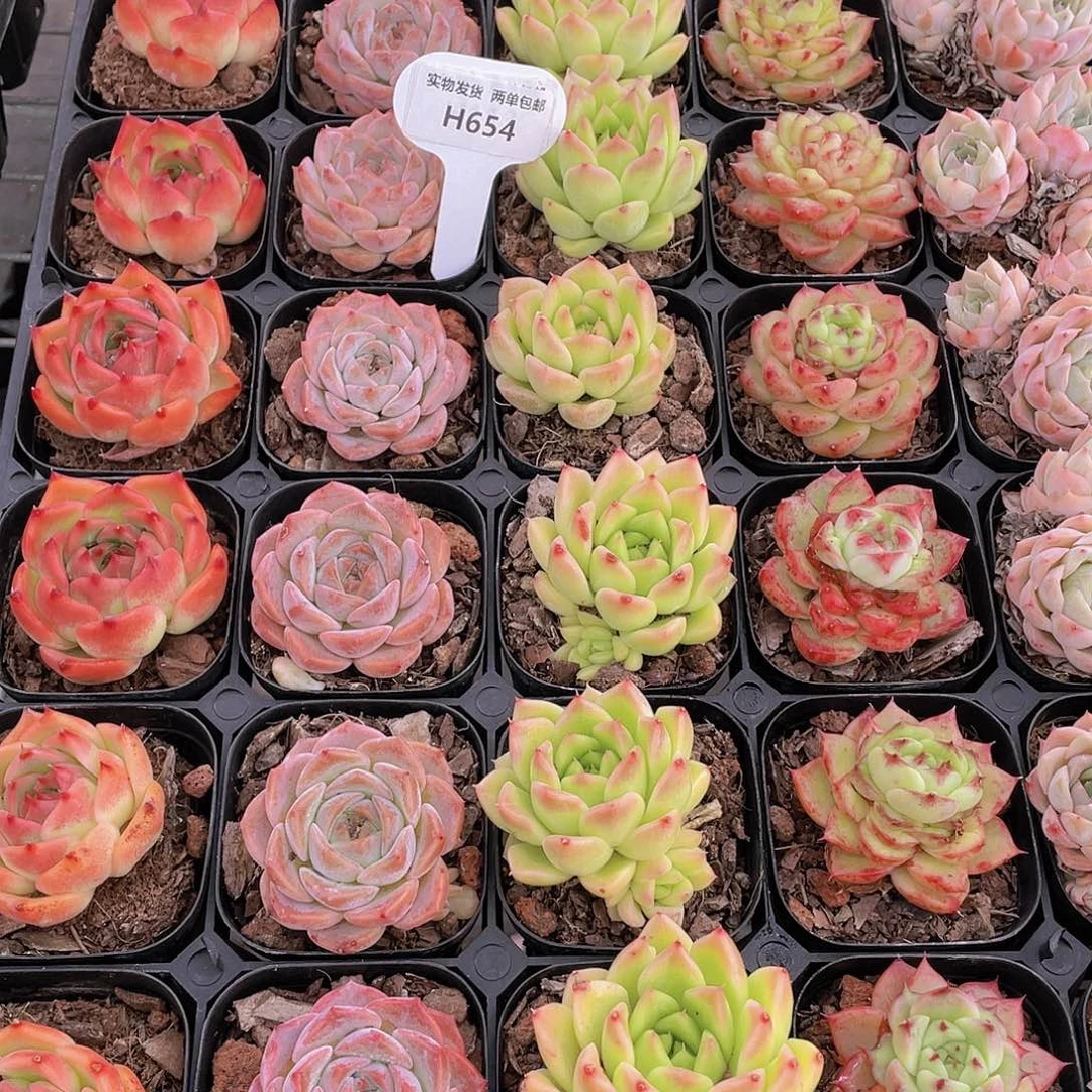 H654  精品贵货美肉5颗