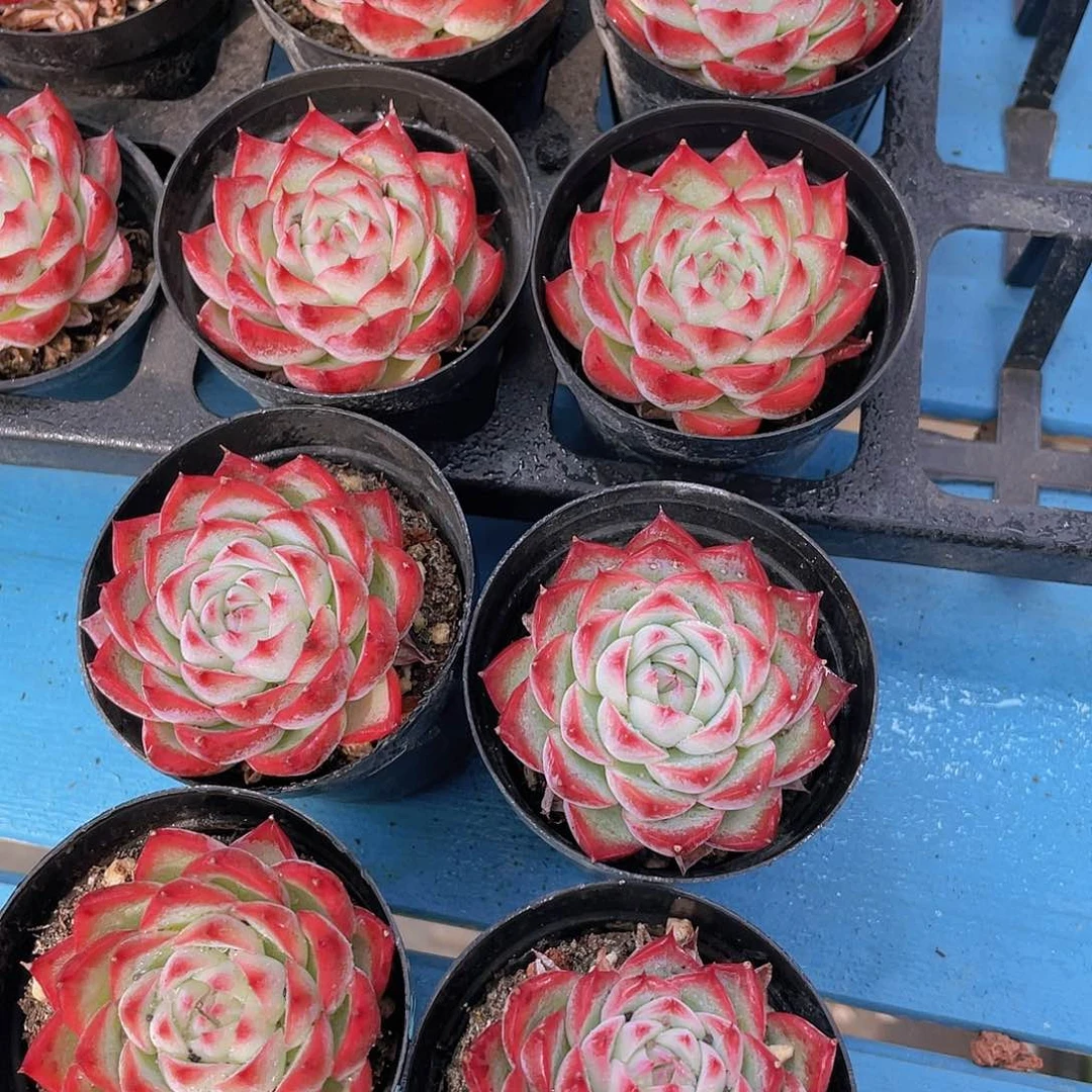 H195  全状态粉水晶单头两个