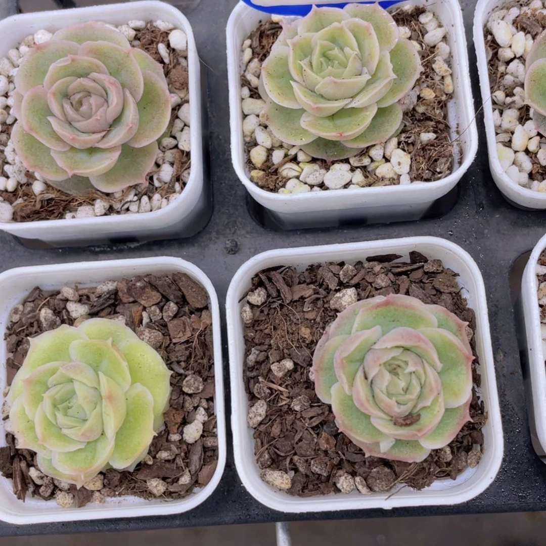 Y575-精品水晶虾饺单头一个