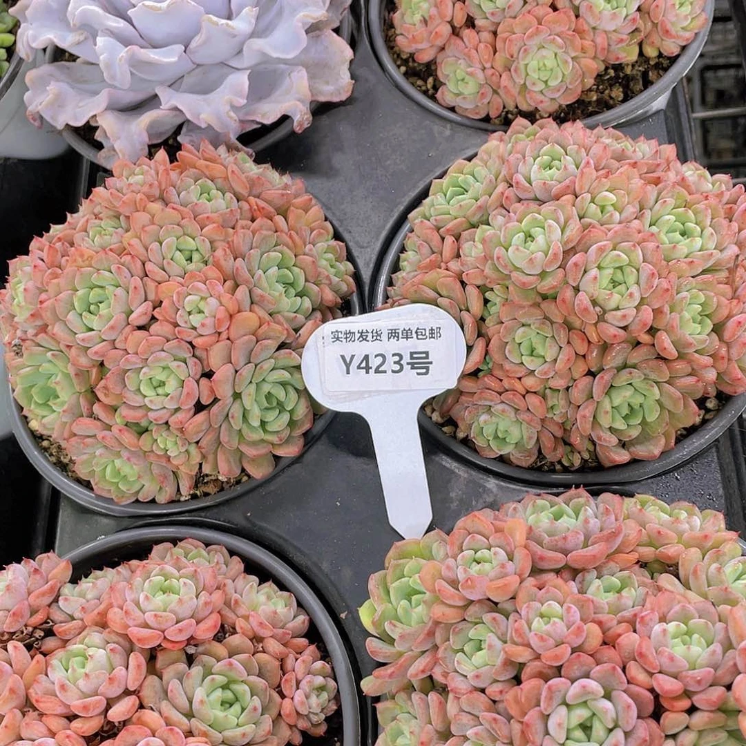 Y423-全状态多头捧花大群可爱泡泡一个
