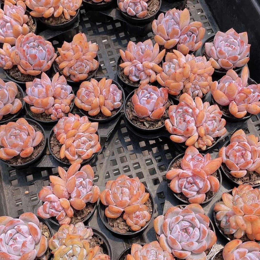 P506-全状态奶油韩橙单双群混发7个