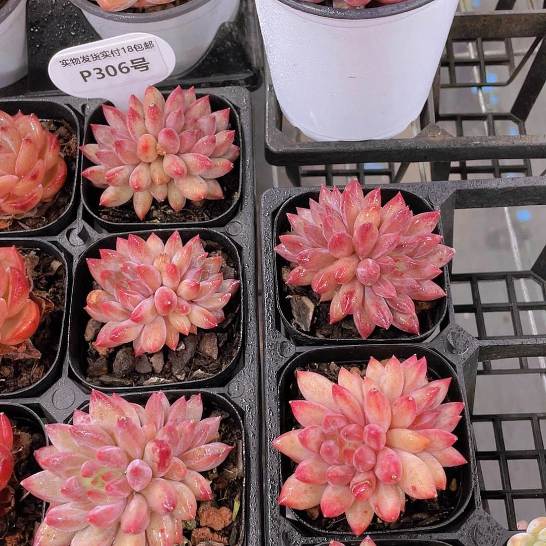 P306全状态精控母本车厘子双头