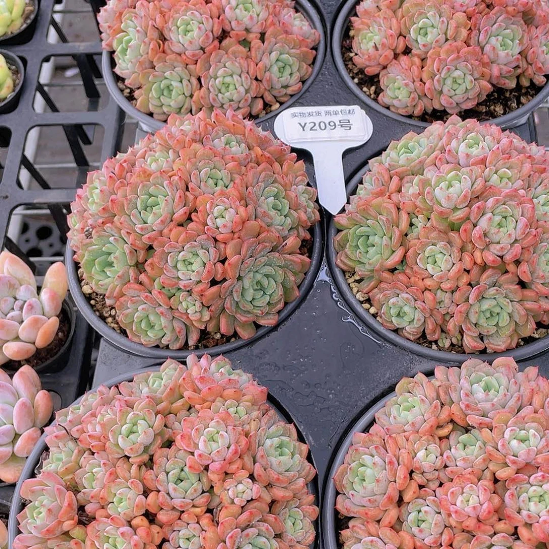 Y209-全状态捧花群可爱泡泡一个