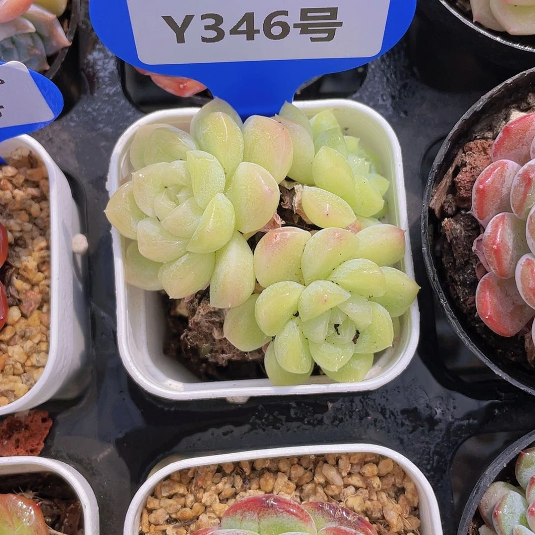 Y346-精品奶油冰晶三头一个