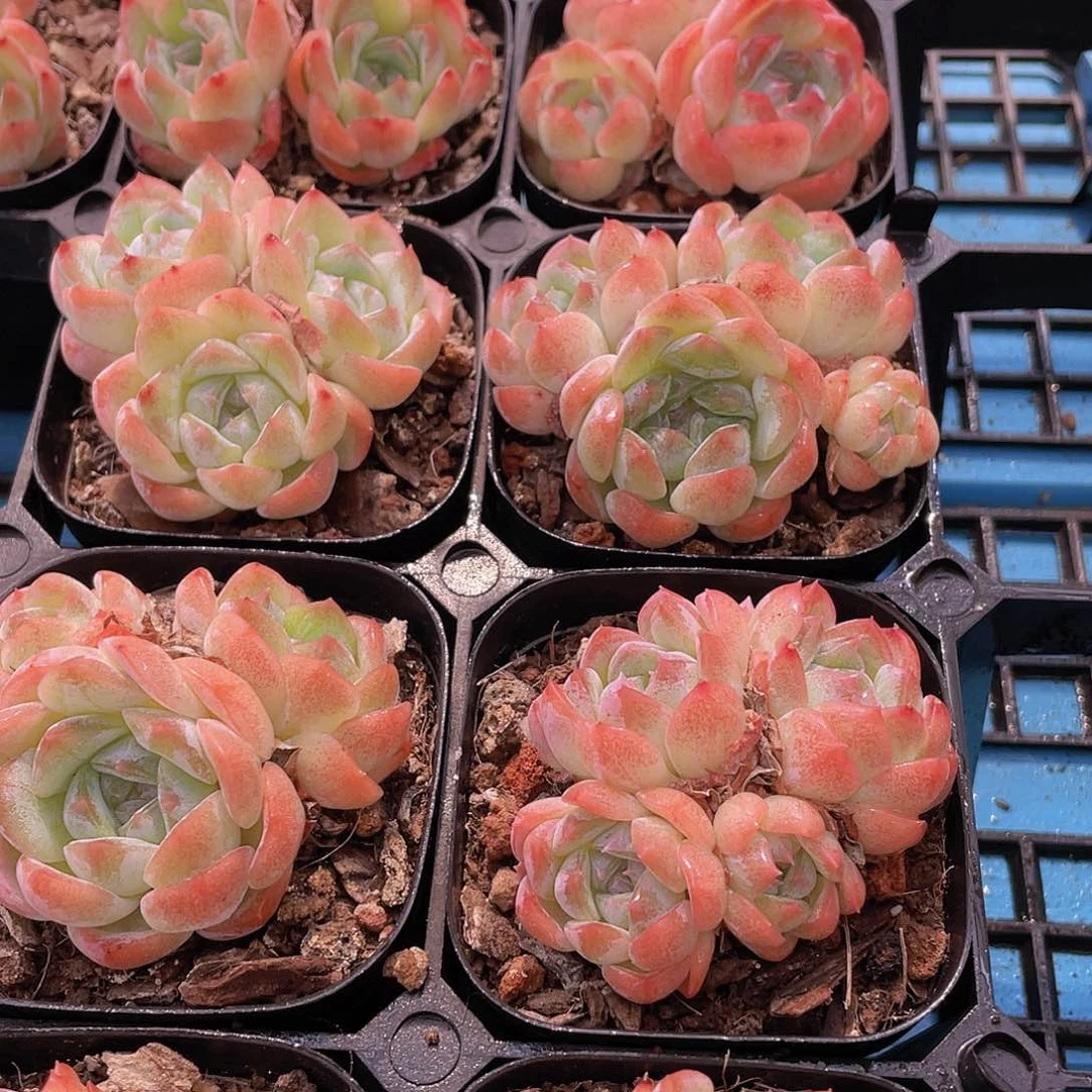 H14  全状态白冰群一个