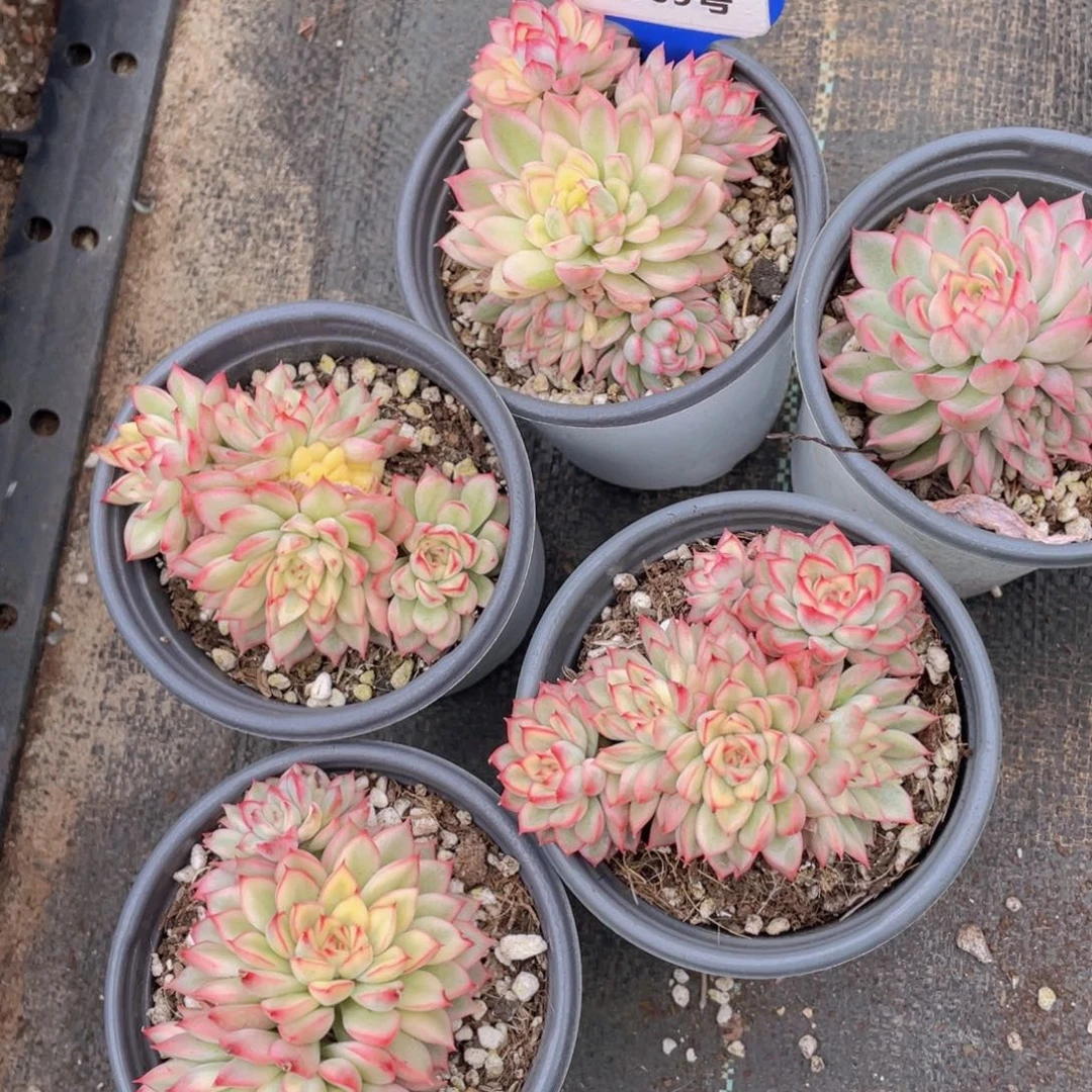 Y969-全状态精品母本女雏锦群一个