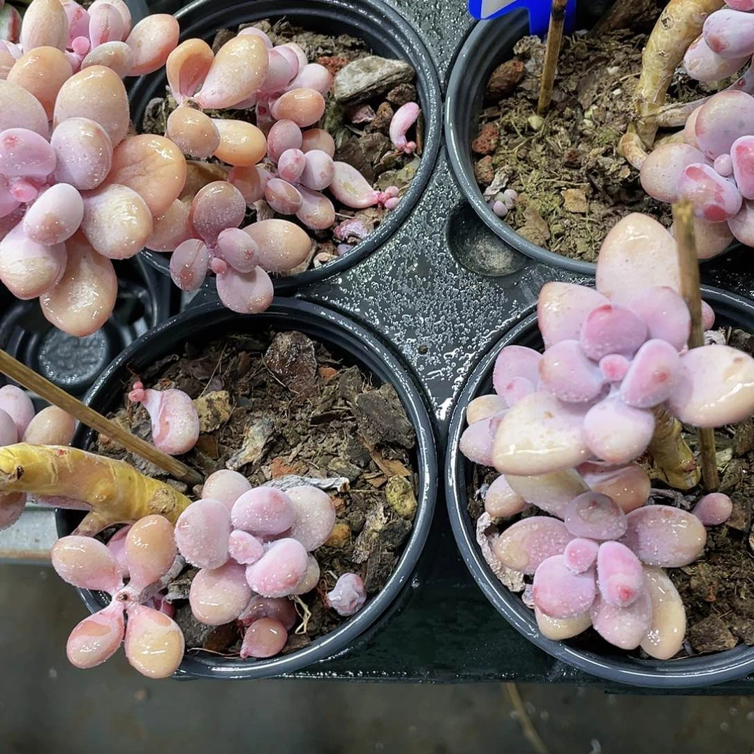 Y73-精品腰桩桃蛋群一个