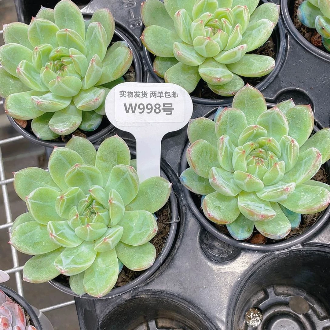 W998号 母本雪花珍妮单头一个