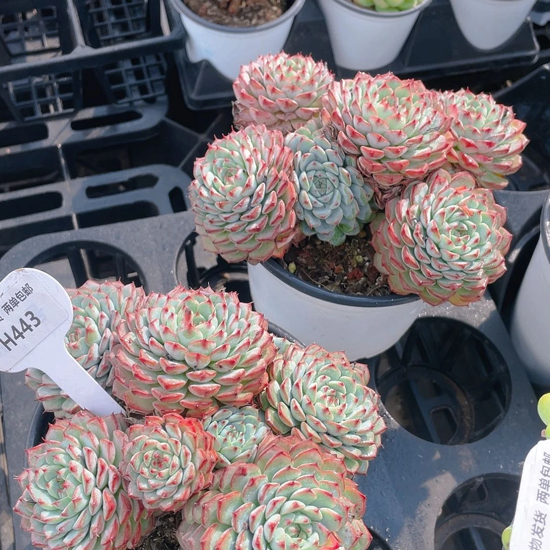 H443  全状态粉姬莲群一个