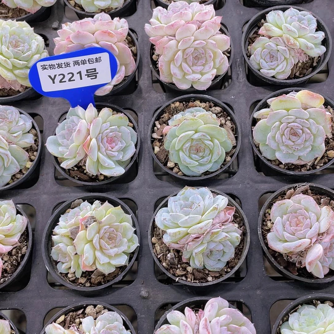 Y221-精品糖心雪颜冰魄双头两个