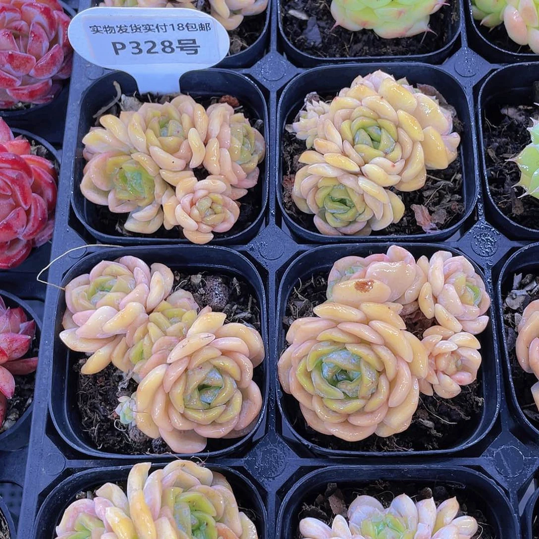 P328全状态精控溶晶群生