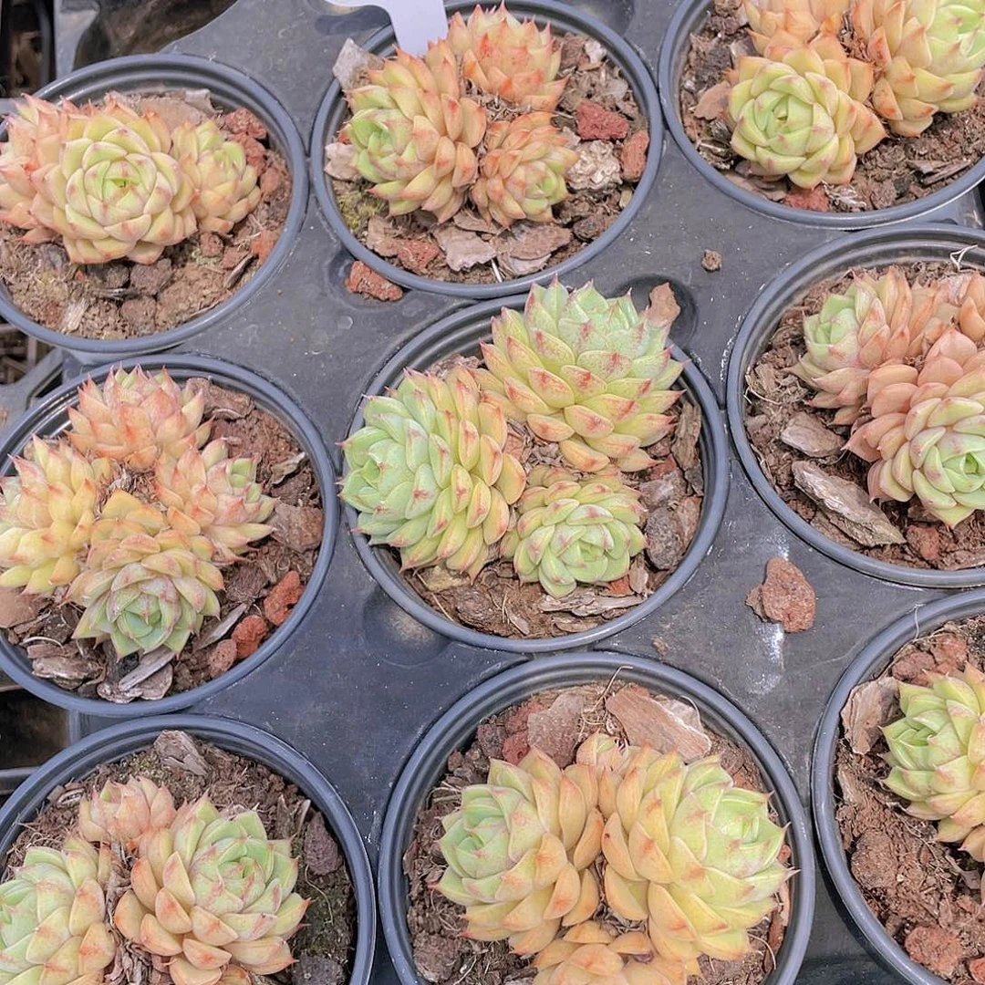 Y412-全状态精品苯巴福利买一送一