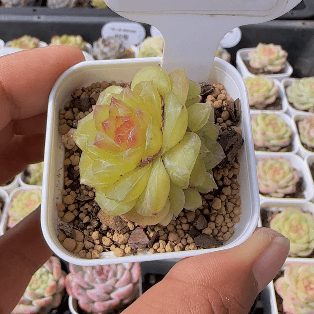 一物一拍53号化水珍妮
