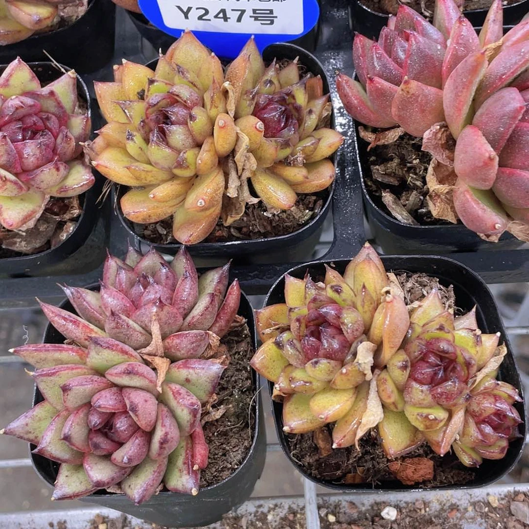 Y247-精品糖心赤水晶双头起一个