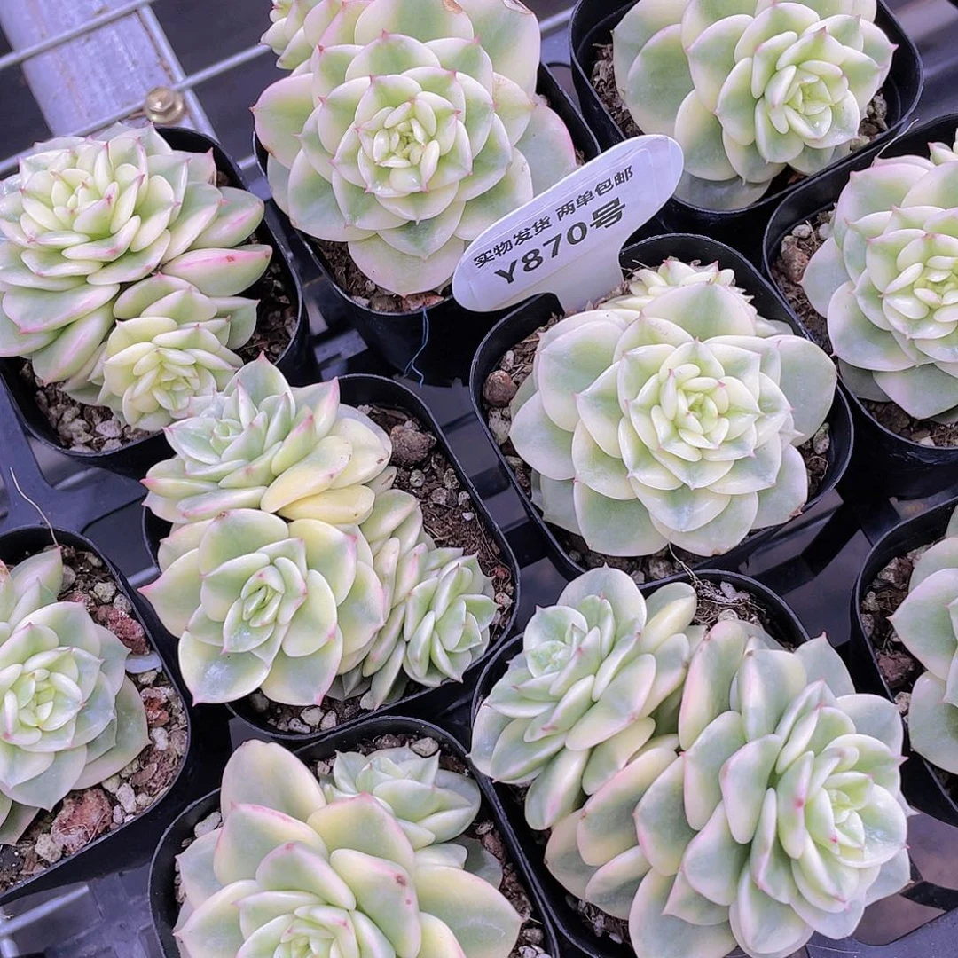 Y870-全状态精品蜡牡丹锦双头尾货福利一个