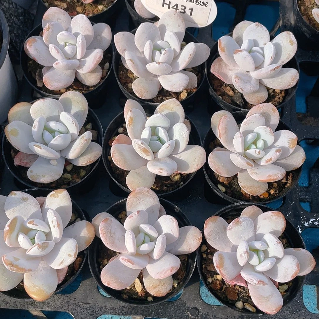 H431  m精品雪莲单头一个