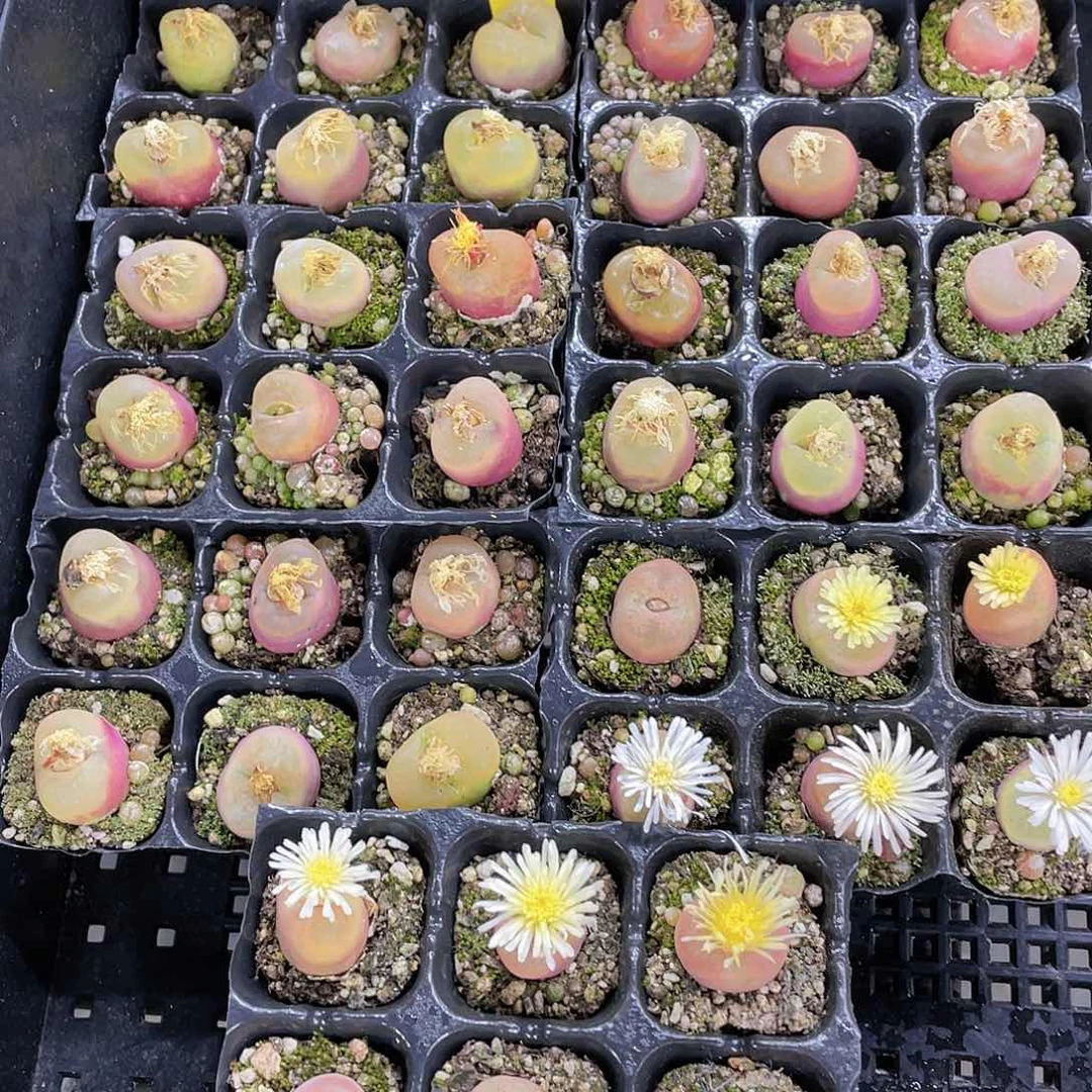 W481号 五年精品毛汉尼六个