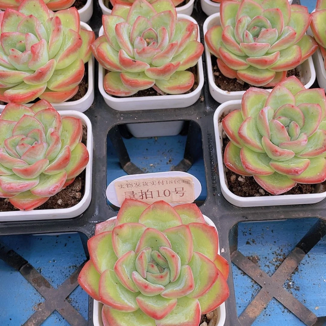 量拍10号 全状态奶油泡芙大母本