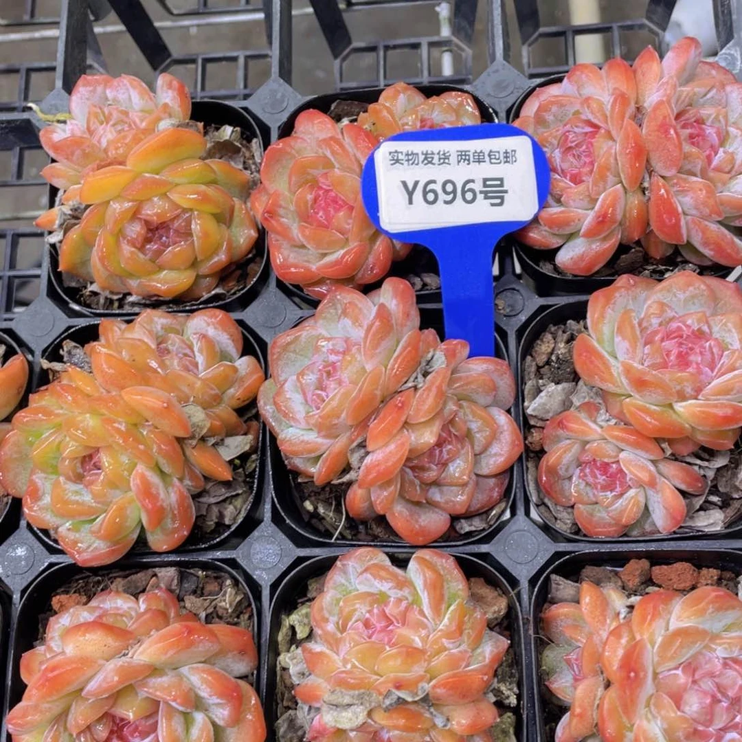 Y696-精品母本草莓啵啵双头起一个