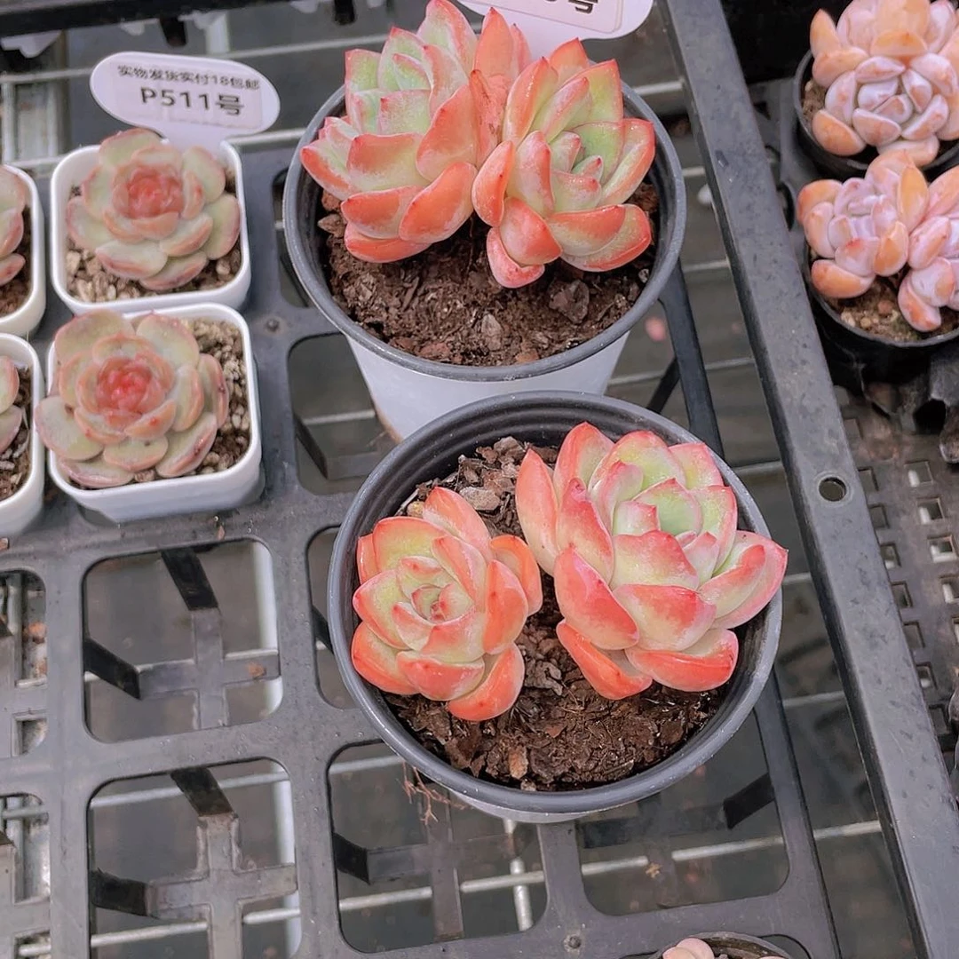 P529号 全状态泡芙双头
