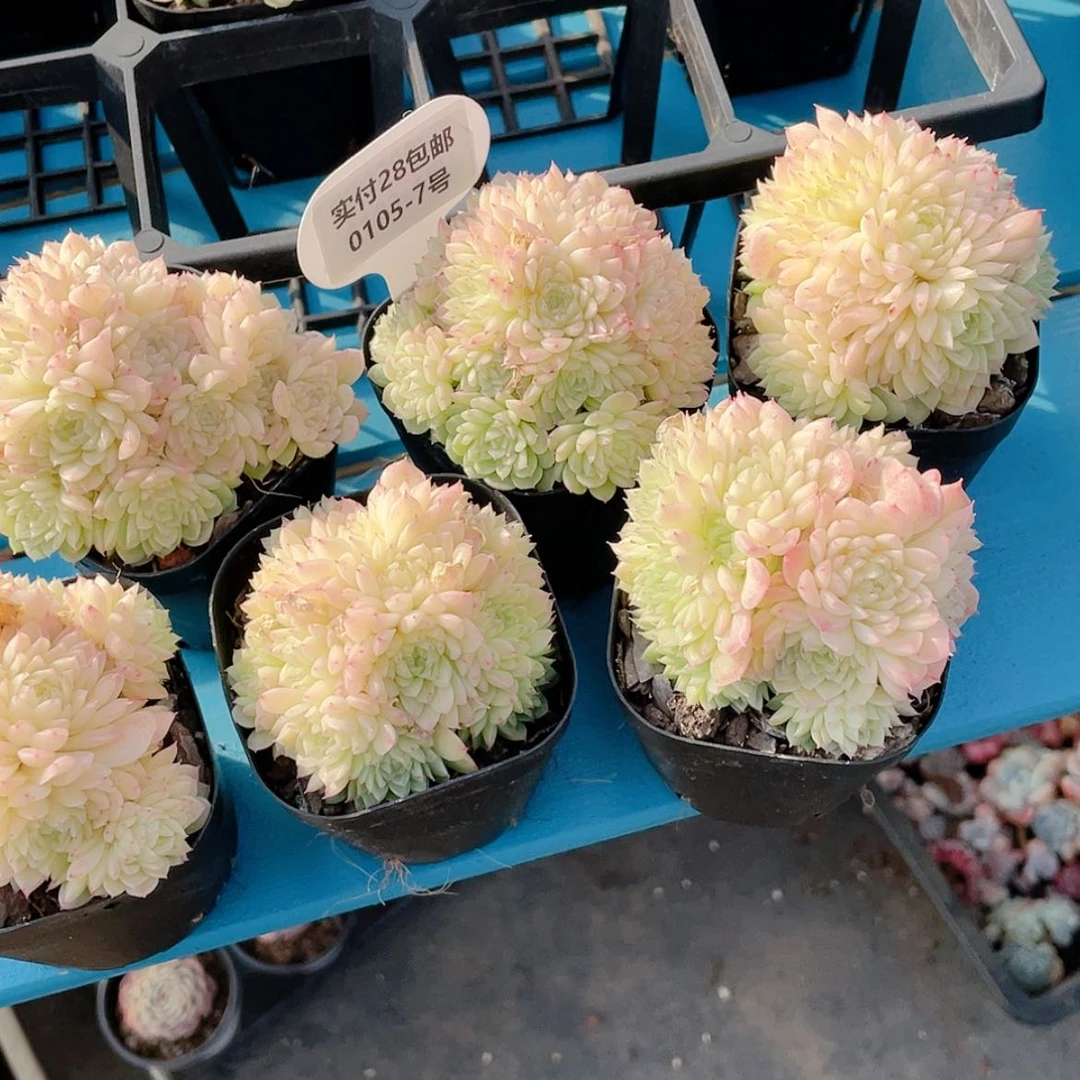 【闪购商品】0105-7号 精品芳华麦秆群