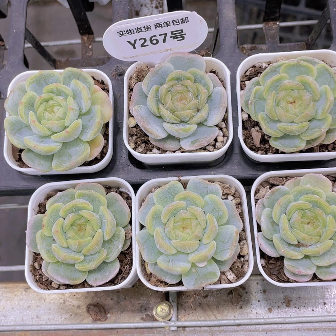 Y267-全状态糖心白恋一个