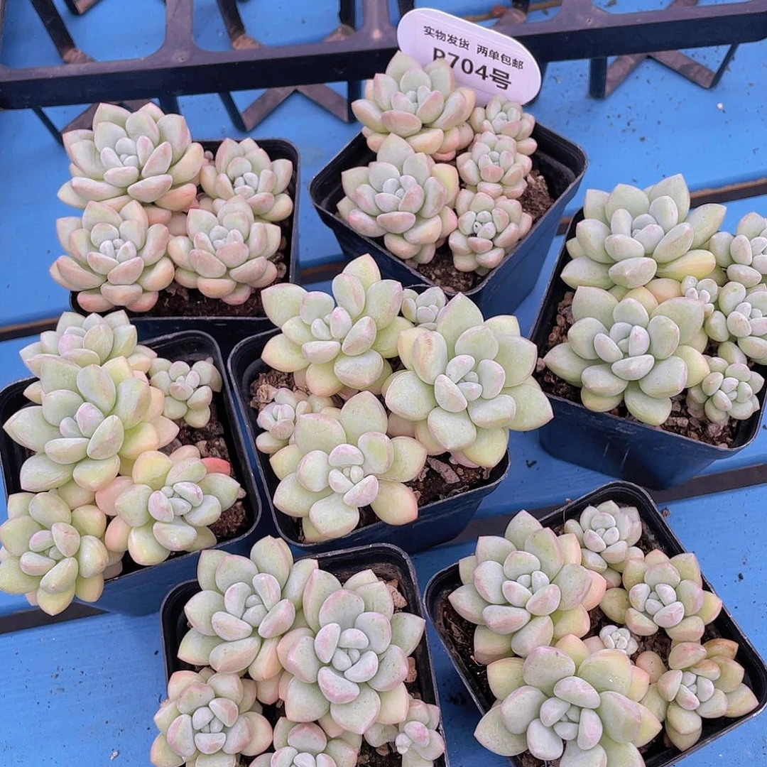 P704-W精控丸叶老桩泡泡糖