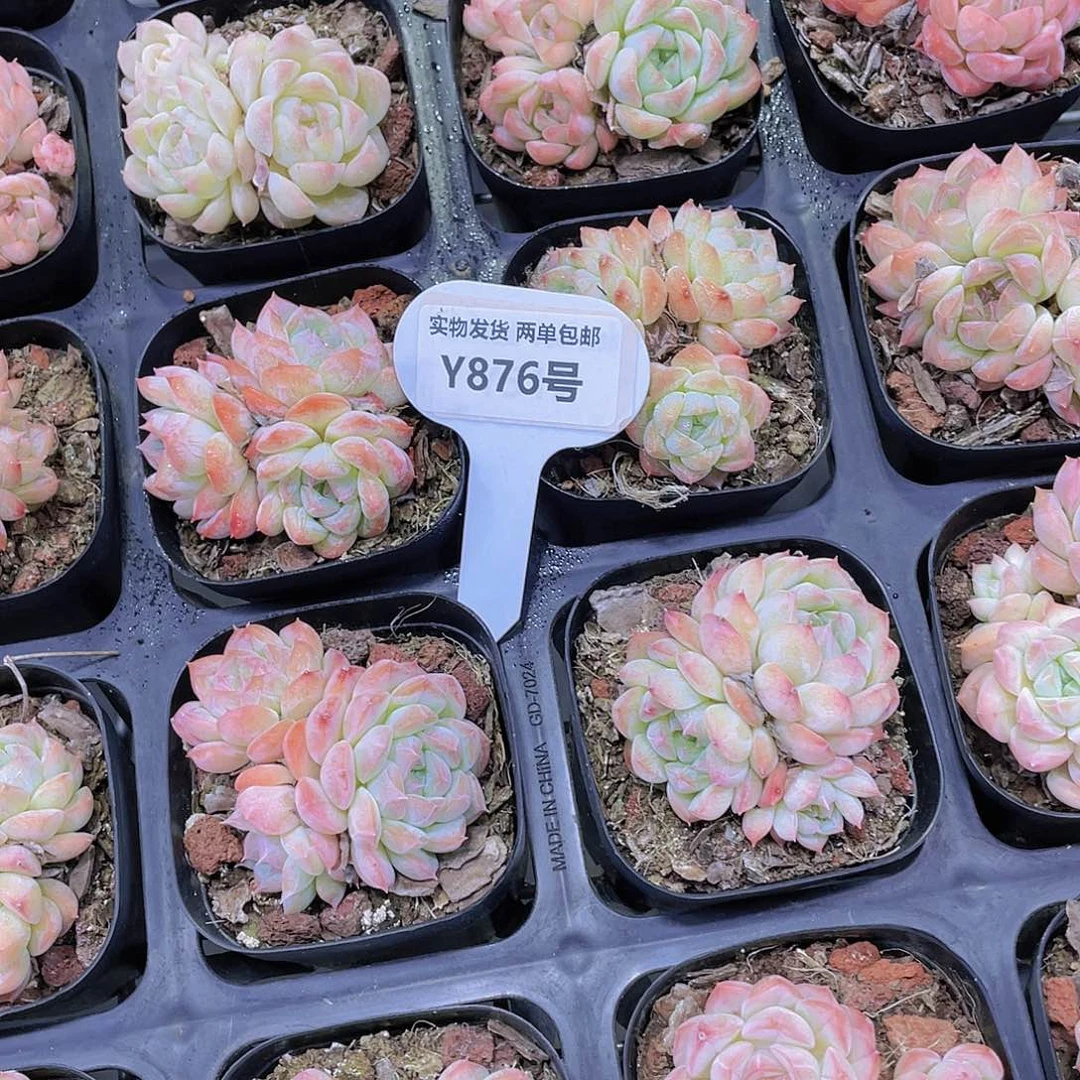 Y876-全状态精品钻石粉白桃汽水群买一送一