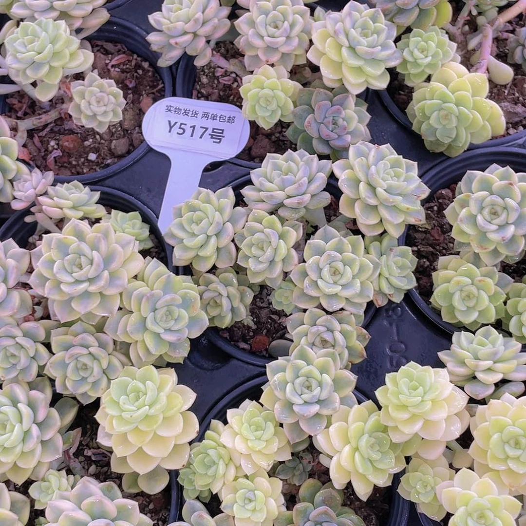 Y517-全状态精品粉布偶锦福利群一个