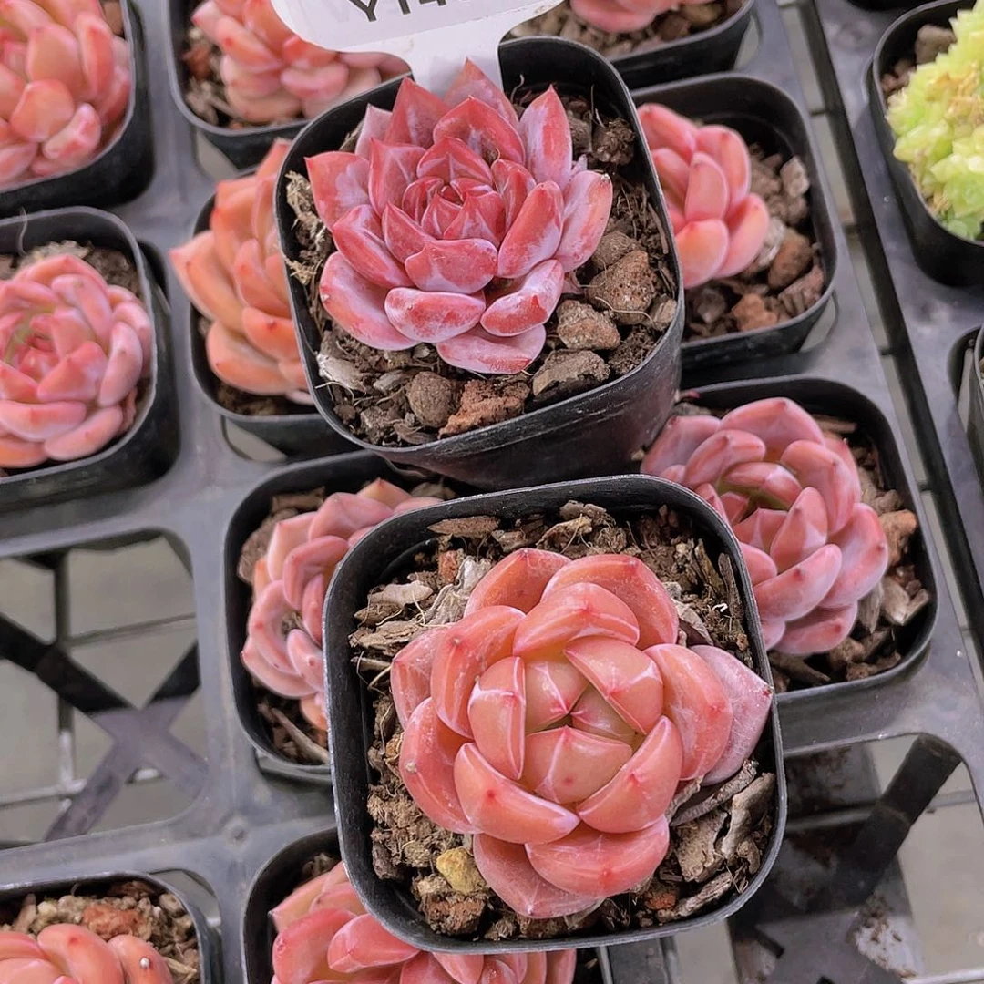 Y146-精品丸叶Q橙一个