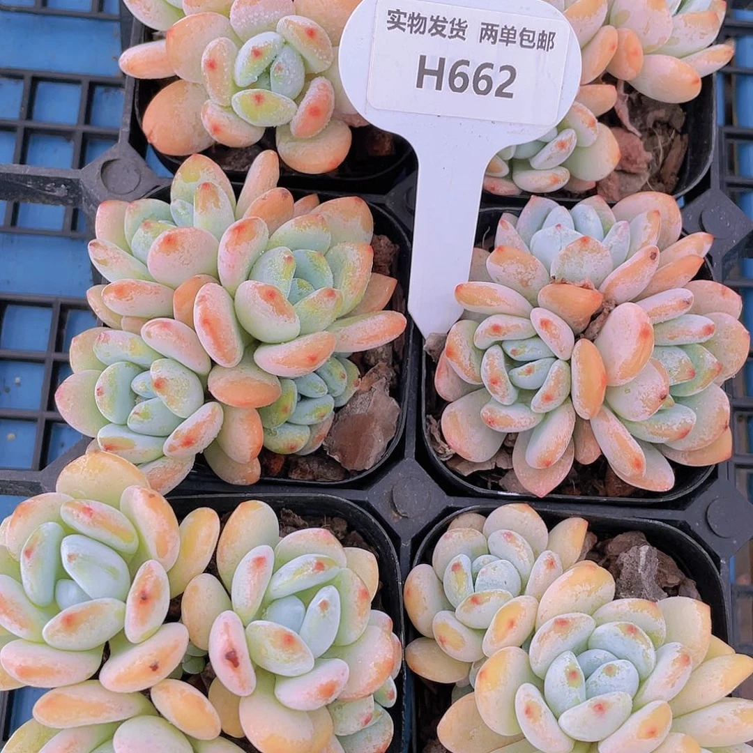 H662  丸叶冷香三头起  买一送二