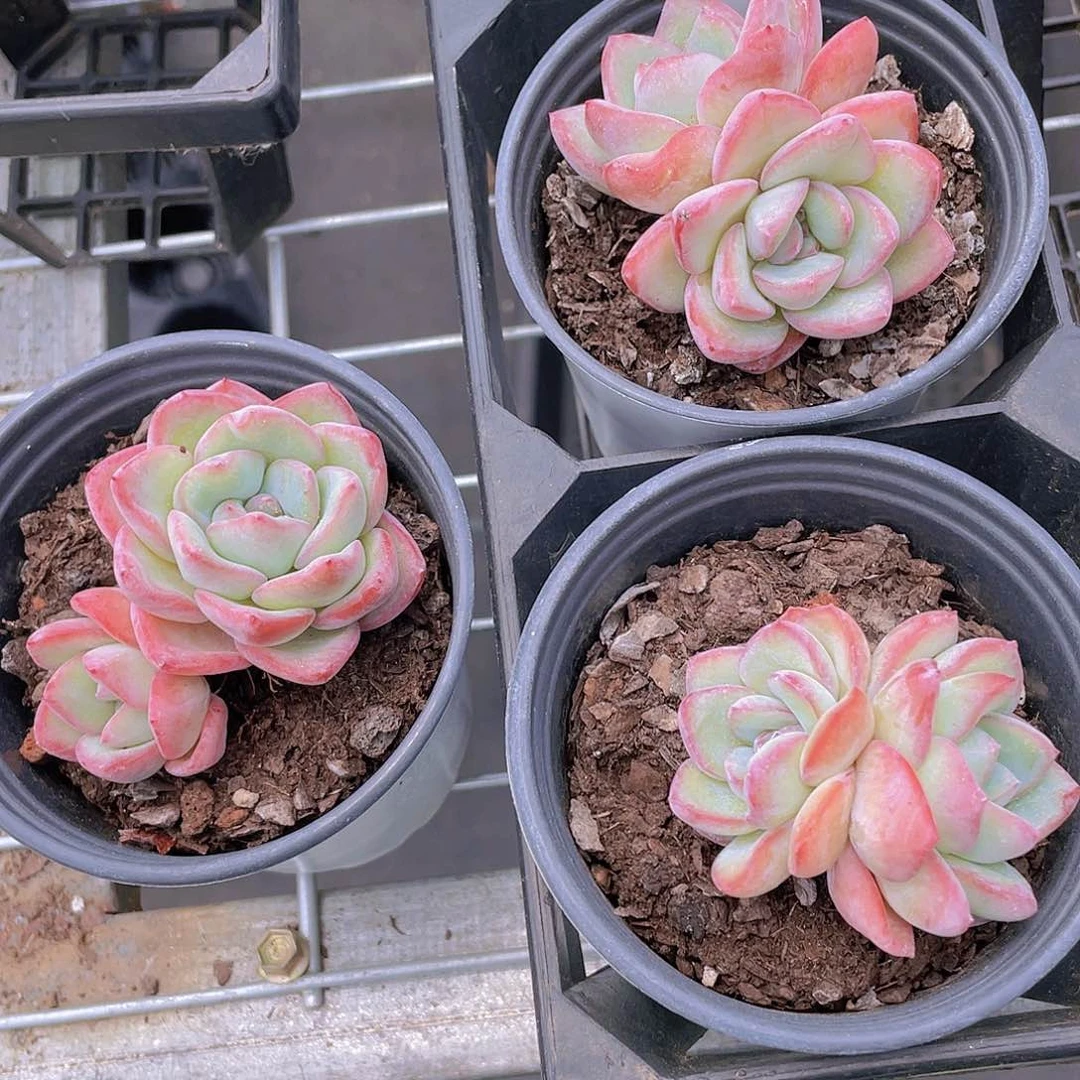 Y224-全状态草莓泡芙双头福利一个