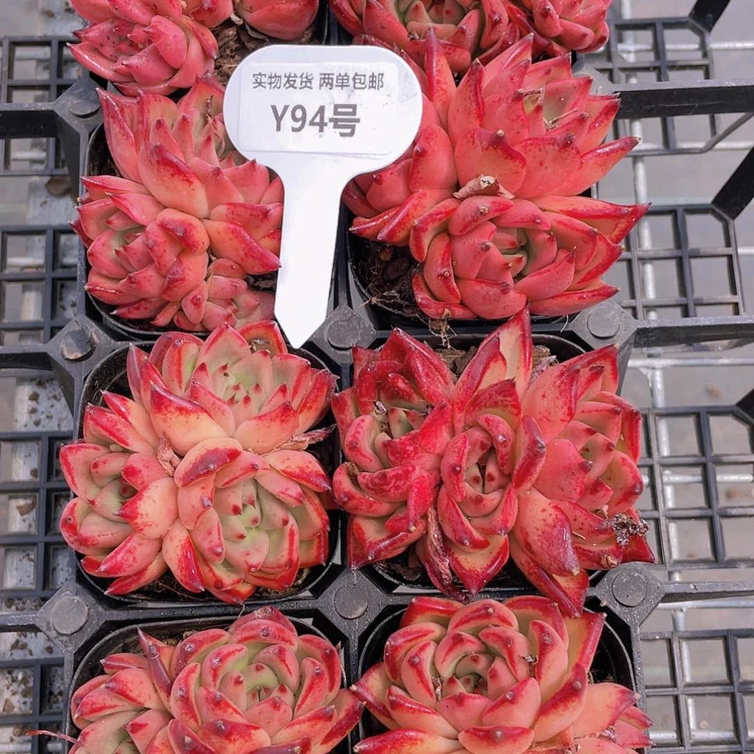 Y94-全状态精品罗罗里奥三头一个