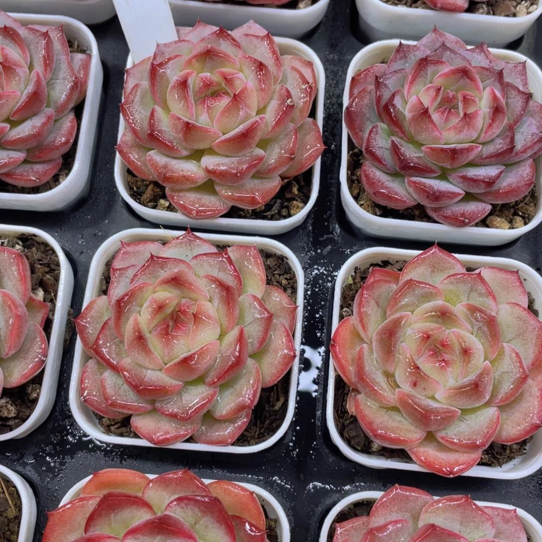 H355 精品钻石玫瑰花单头一个