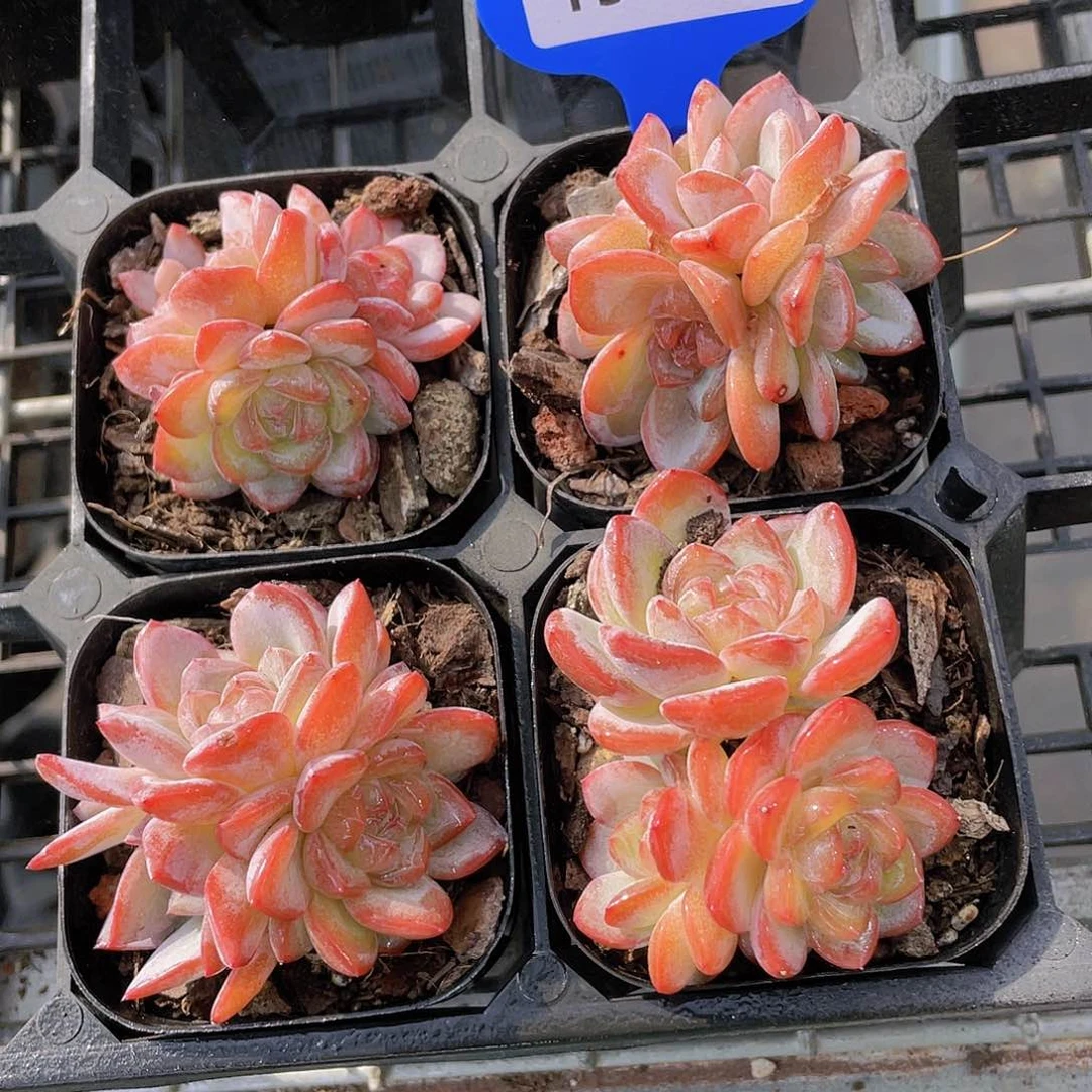 Y379-精品星星珍妮群一个