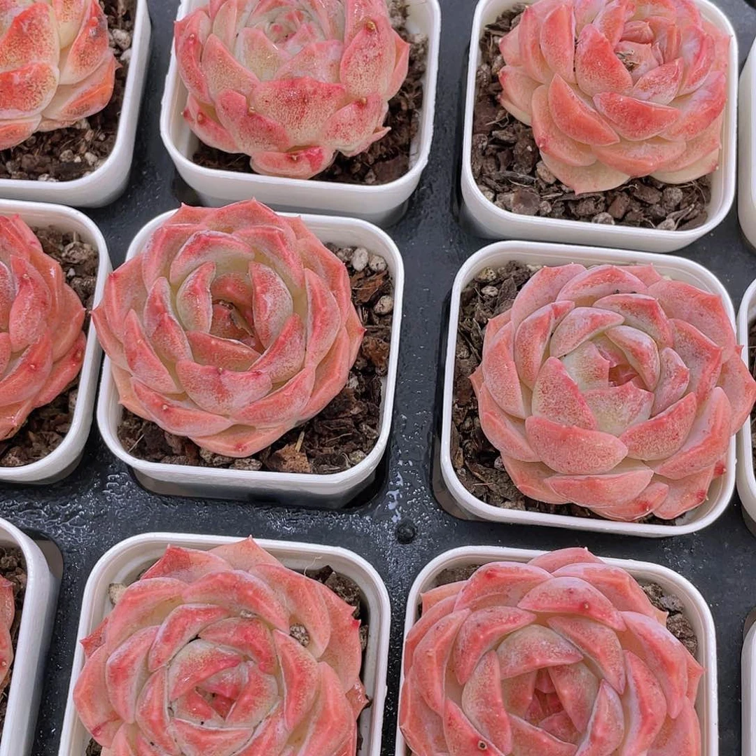 H281  全状态梦幻泡影单头一个