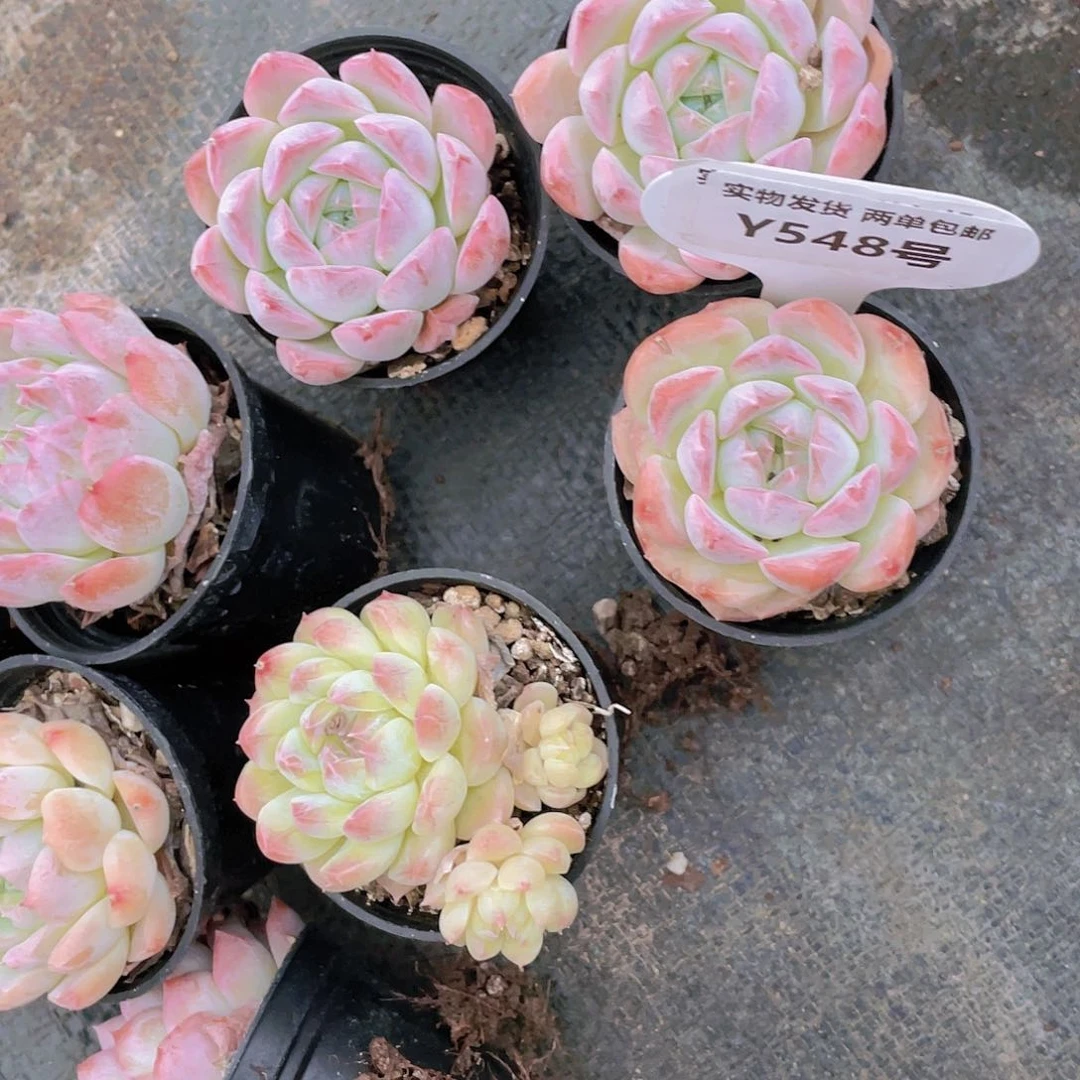 Y548-全状态精品奶油粉白桃买一送一