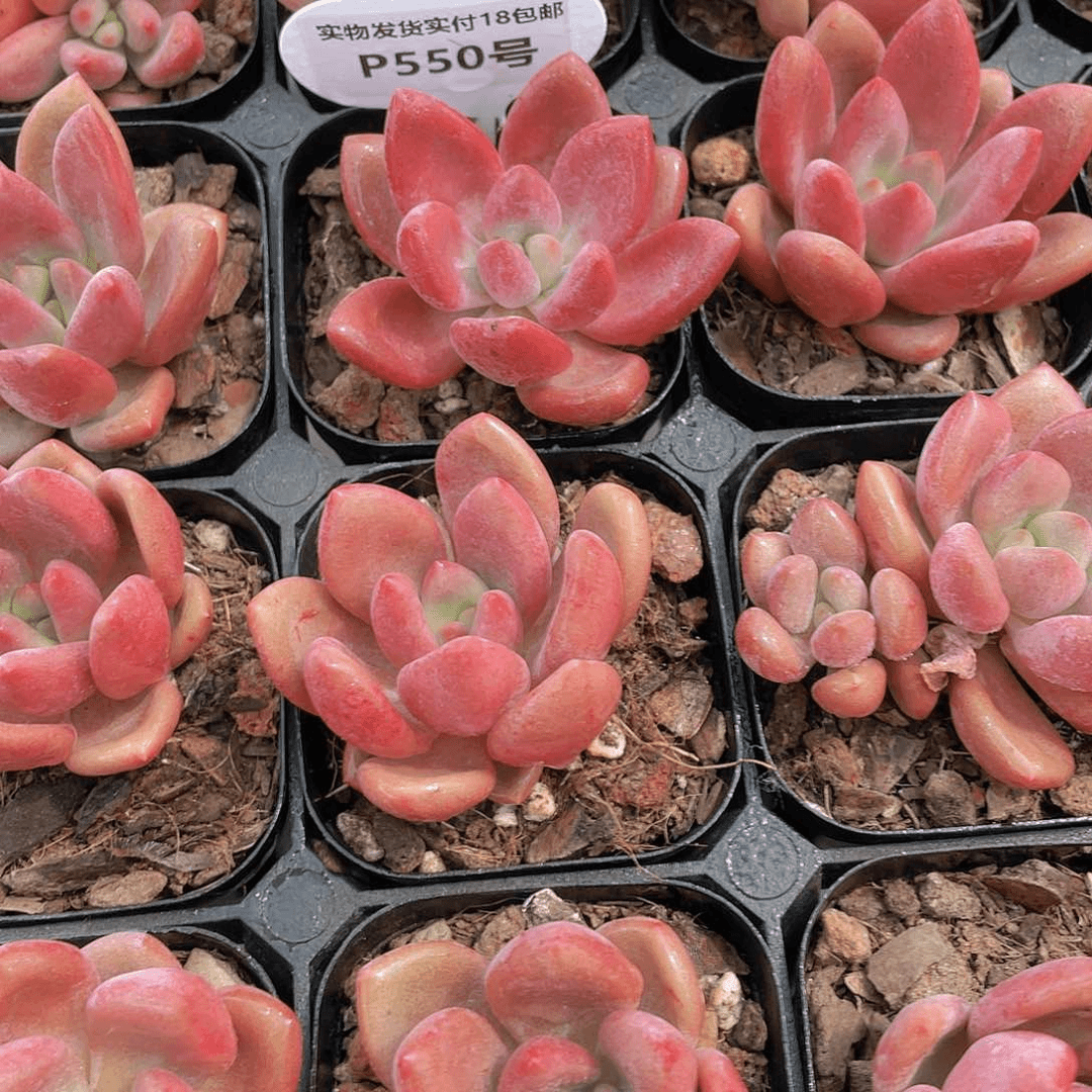 P550-全状态丸叶精控桃花源