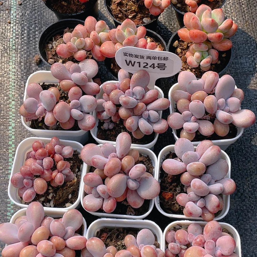 W124号 全状态桃蛋加洛神