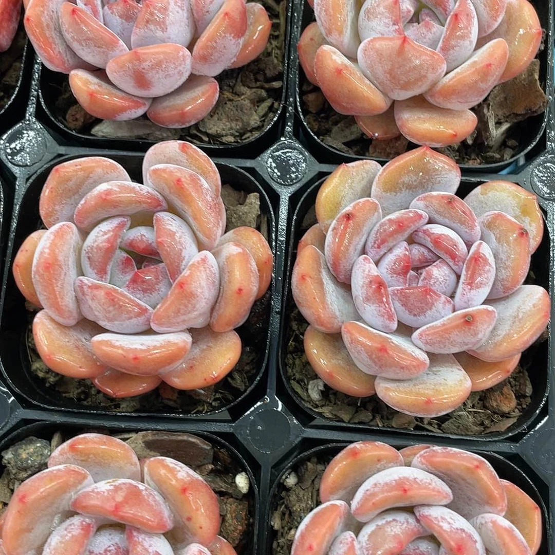 H779 全状态包子韩橙单头一个