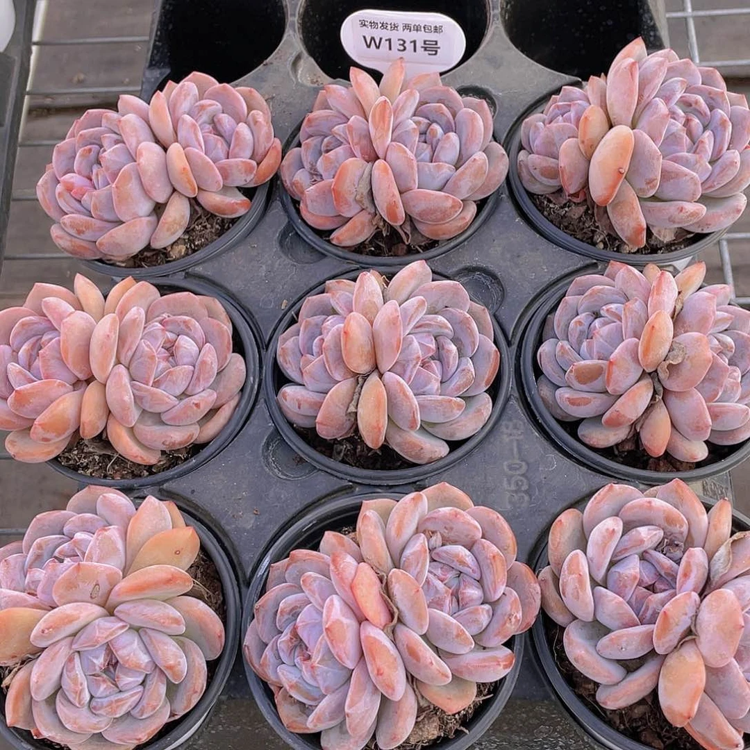 W131号 母本钻石糖心石榴籽星影一个