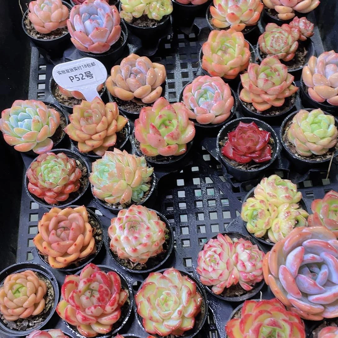P52-全状态高货精品美肉组合7个 有夜魔侠
