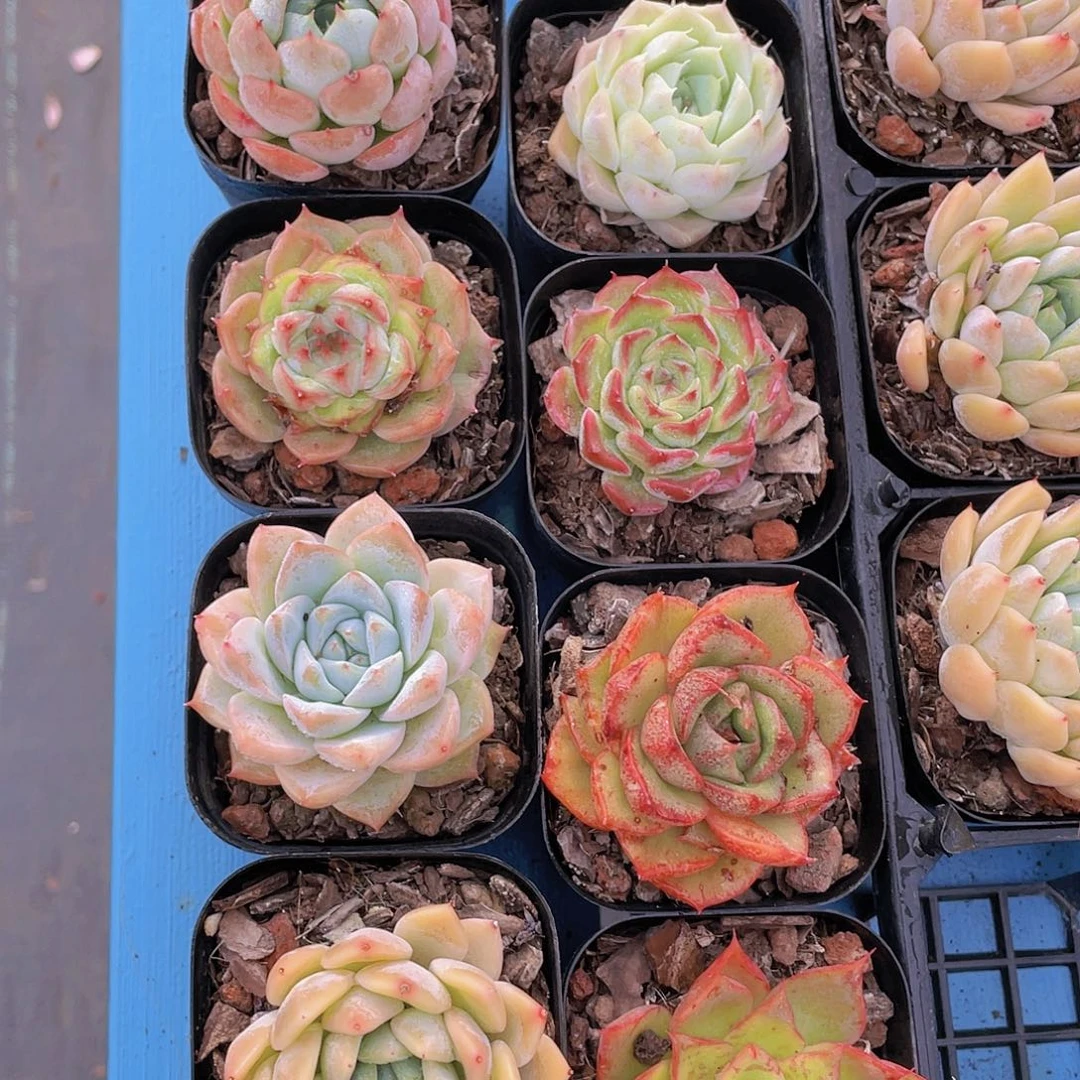 H84   精品组合8颗