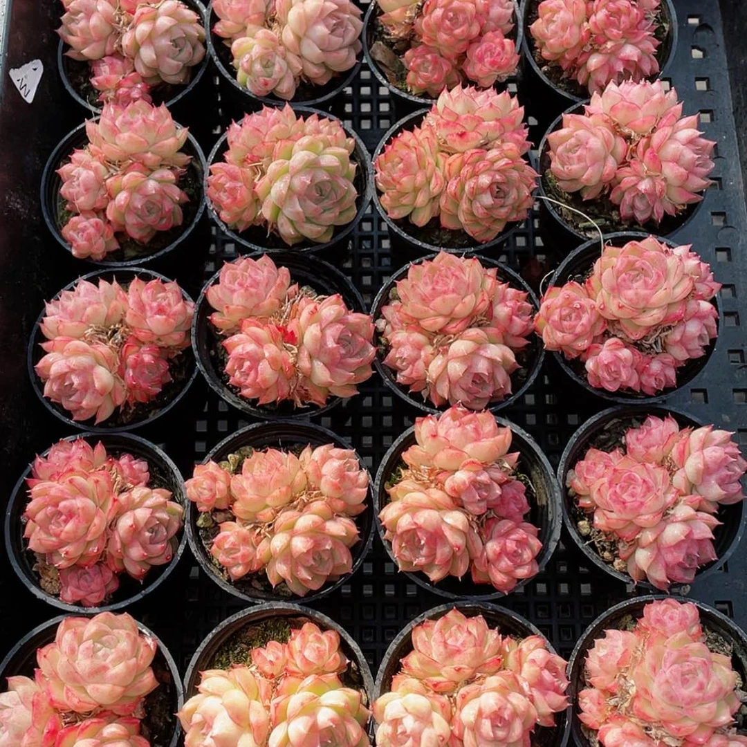 【闪购商品】0102-26号 精品原始女王群