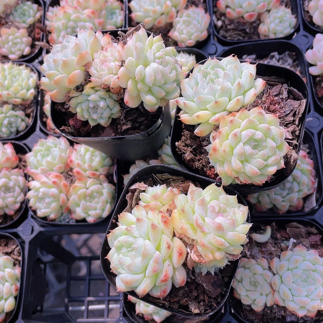 Y448-精品阿尔巴美妮双头起三个