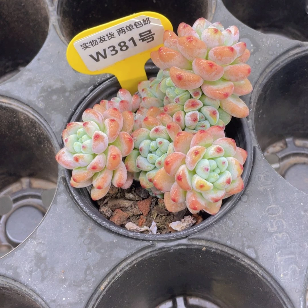 W381号 奶油劳尔多头群一个